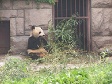 Panda Bear.jpg